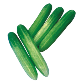 Maria Cucumber From Known You Seed (India) (1)-KYI